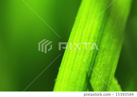 Urawahagusa and a drop 15393584