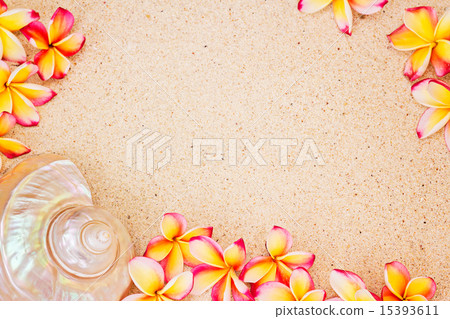 Sea shell and frangipani flowers on sand, top view Sea shell and frangipani flowers on sand, top view 15393611