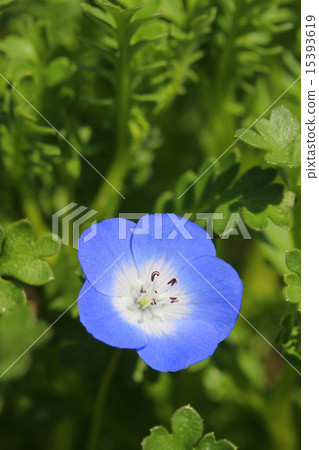 Nemophila·Inigny Blue 15393619