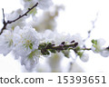 White cherry tree 15393651