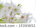 Sakura 15393652