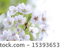 Sakura 15393653