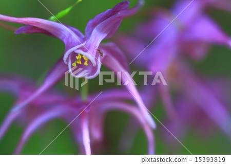 Freshwater leek Freshwater leek 15393819