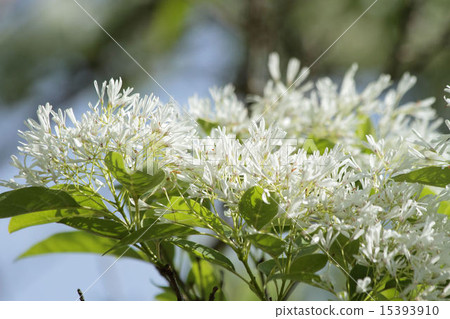 Nanja Monja之花 Nanja Monja之花 15393910