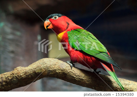 Beautiful red parrot bird close up Beautiful red parrot bird close up 15394380