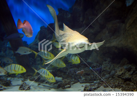 shark swimming along underwater shark swimming along underwater 15394390