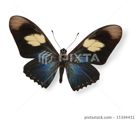 Dark blue and black butterfly isolated on white Dark blue and black butterfly isolated on white 15394431