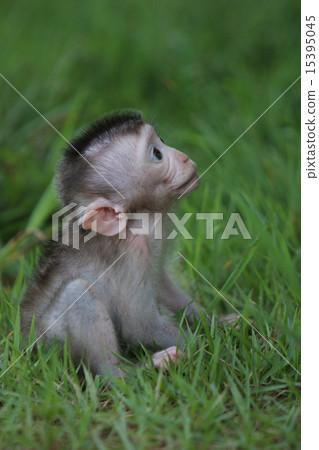 一隻小猴子在玩 15395045