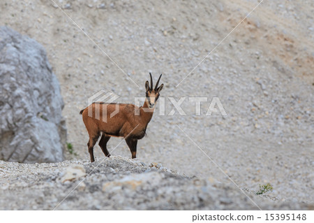 chamois (Rupicapra Carpatica) 15395148