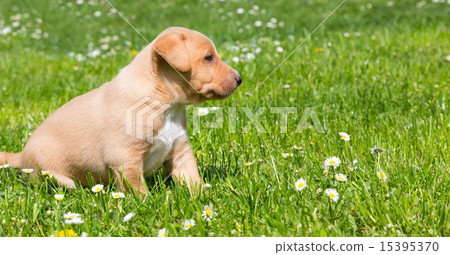 Mixed-breed cute little puppy on grass. 15395370