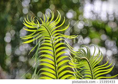 close up of young fern with bokeh in background 15395433