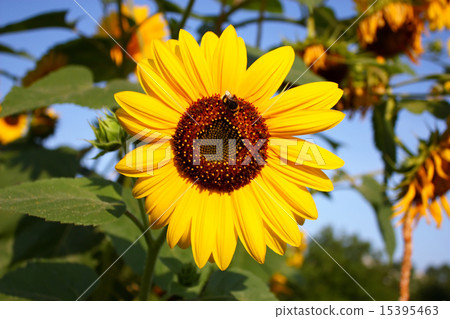 Sunflower with a bumble bee 15395463