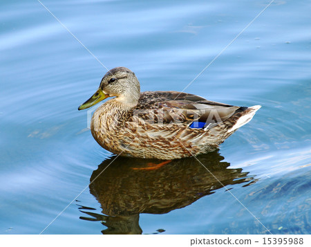 Mallard duck drake on a blue water. 15395988