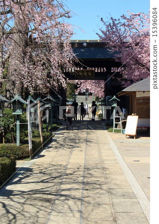 Mizuho-in cherry tree 15396084