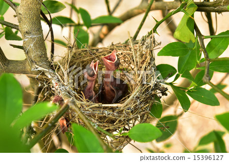 Small babies 15396127