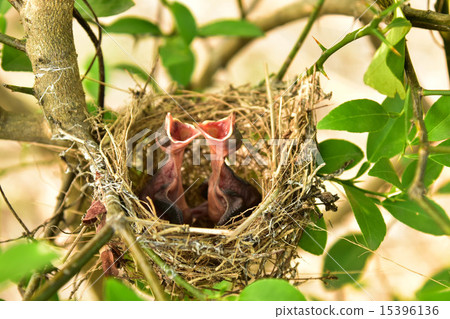 Small babies 15396136