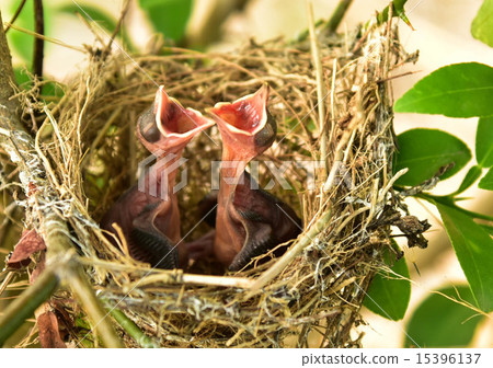 Small babies 15396137