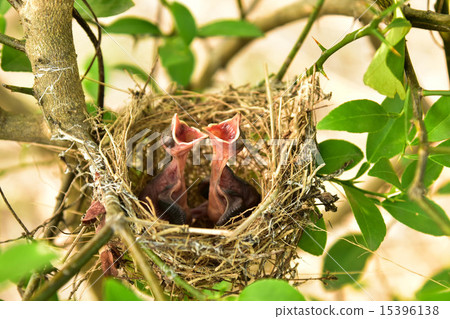 Small babies 15396138