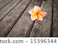 Plumeria flower on wood floors 15396344