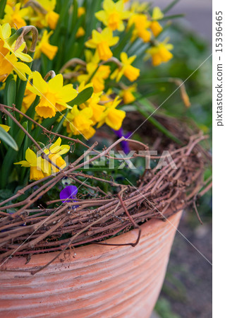 Beautiful spring flowers in a pot Beautiful spring flowers in a pot 15396465