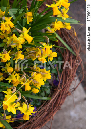Beautiful spring flowers in a pot Beautiful spring flowers in a pot 15396466
