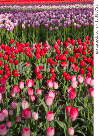 colorful tulips field 15396759