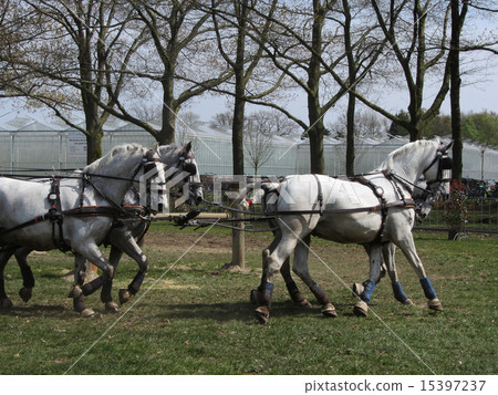 Team of Percheron Horses Running. Copy Space 15397237