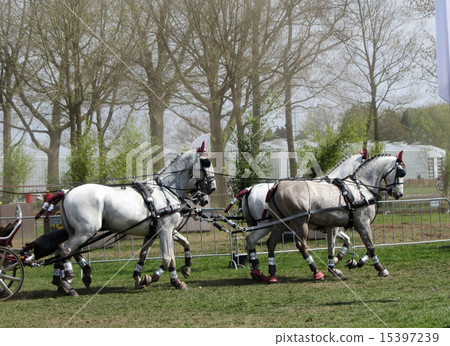 Team of Percheron Horses Running. Copy Space 15397239