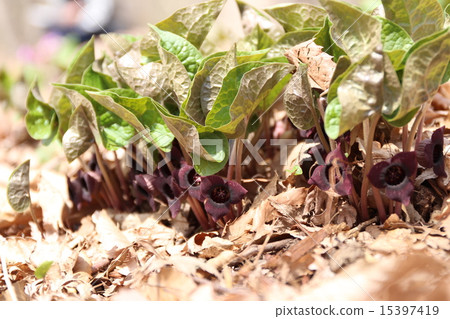 Uzbasaizin which blooms in Akagi Nature Park Uzbasaizin which blooms in Akagi Nature Park 15397419