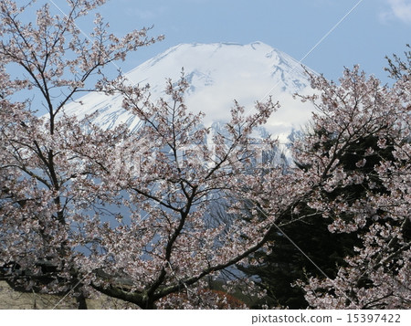 Fuji and cherry blossoms Fuji and cherry blossoms 15397422