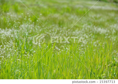 初夏的草原 15397713