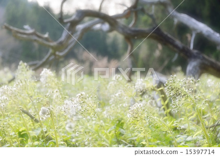 死木和Fukinooto 15397714