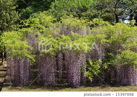 5月在筑波實驗植物園盛開的紫藤（全部） 15397898