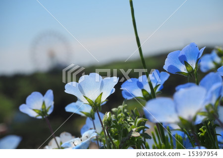 Nemophila and the Ferris Wheel 15397954