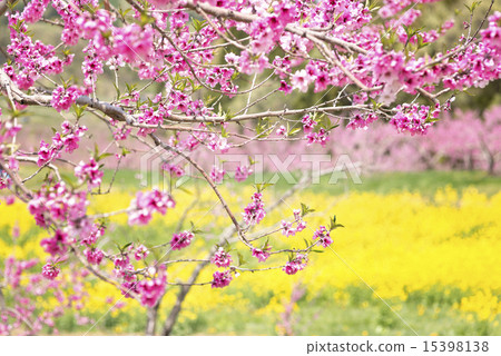 桃花和油菜田 15398138