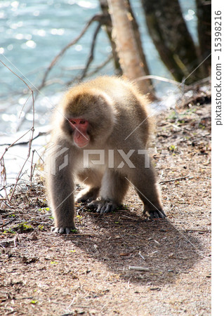 日本獼猴 日本獼猴 15398216
