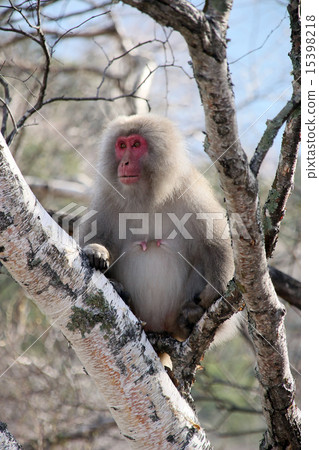 日本獼猴 15398218