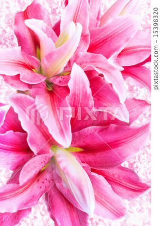 pink lilies on vintage background 15398320