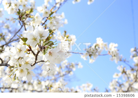 Cherry blossoms at Tsuruoka Hachimangu Shrine 15398606