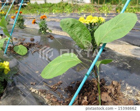 Eggplant of a field and marigold (organic pesticide-free cultivation) Eggplant of a field and marigold (organic pesticide-free cultivation) 15398662