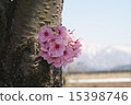 Cherry Blossoms	 15398746