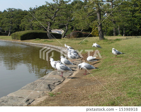 Migratory birds of Inage Parks are starting to turn into summer wings Migratory birds of Inage Parks are starting to turn into summer wings 15398918