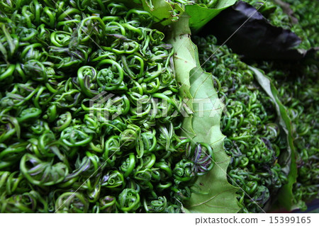 Bidin fern vegetable Bidin fern vegetable 15399165