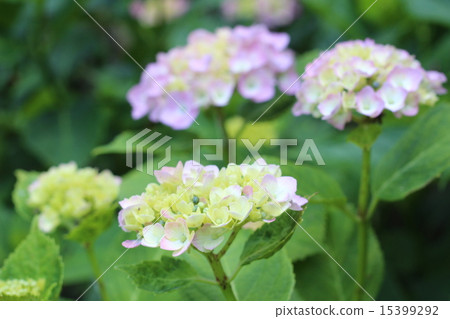 hydrangea hydrangea 15399292