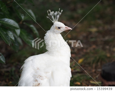 白孔雀 15399439