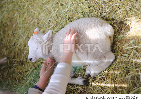 Spring Mother Farm 15399529