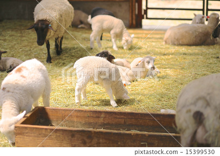 Spring Mother Farm Spring Mother Farm 15399530
