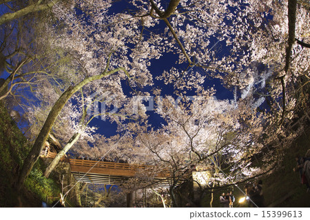 High cherry trees at night High cherry trees at night 15399613