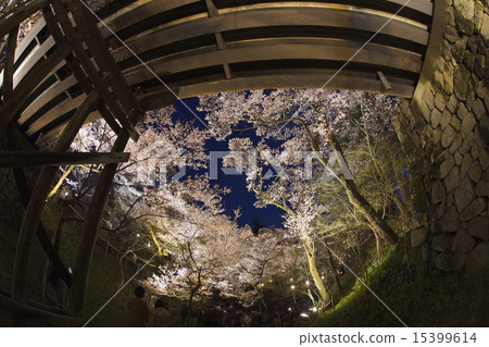 High cherry trees at night High cherry trees at night 15399614