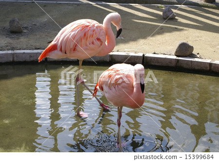 火烈鳥 火烈鳥 15399684